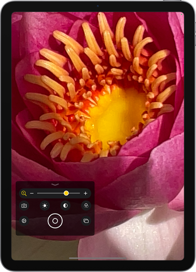 La pantalla de la lupa muestra un primer plano de una flor.