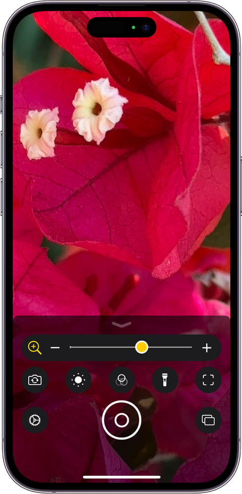 La pantalla de la lupa muestra un primer plano de una flor.
