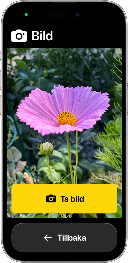 En iPhone med Åtkomststöd visar den öppna appen Kamera med stora knappar för att ta en bild och återgå till den föregående skärmen.