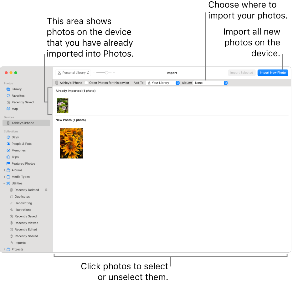 Photos on the device that you’ve already imported are shown at the top of the Import window; new photos are at the bottom. At the top centre is the Album pop-up menu. Import buttons are at the top right.