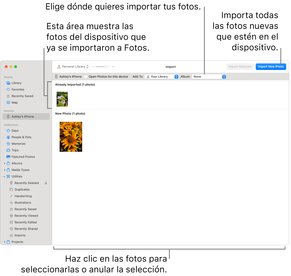 Las fotos en el dispositivo que ya importaste se muestran en la parte superior de la ventana Importar; las fotos nuevas se muestran en la parte inferior. En parte central superior se encuentra el menú desplegable Álbum. Los botones Importar se encuentran en la parte superior derecha.
