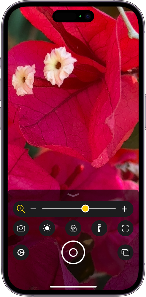  The Magnifier screen showing a close-up of a flower.