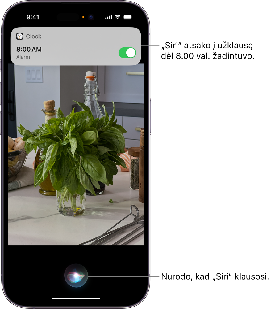 „iPhone“ ekranas. Šalia ekrano viršaus programos „Clock“ pranešimas rodo, kad žadintuvas nustatytas skambėti 8:00 val. Piktograma ekrano apačioje nurodo, kad „Siri“ klausosi.