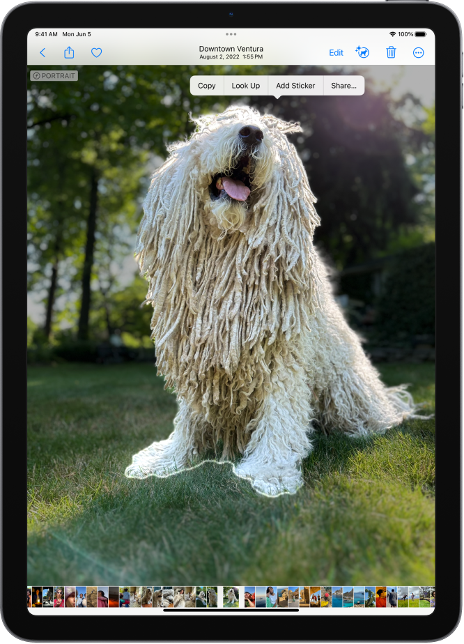 A photo is open in the Photos app library. The subject in the center of the photo is outlined and the Copy, Look Up, Add Sticker, and Share buttons appear above it.