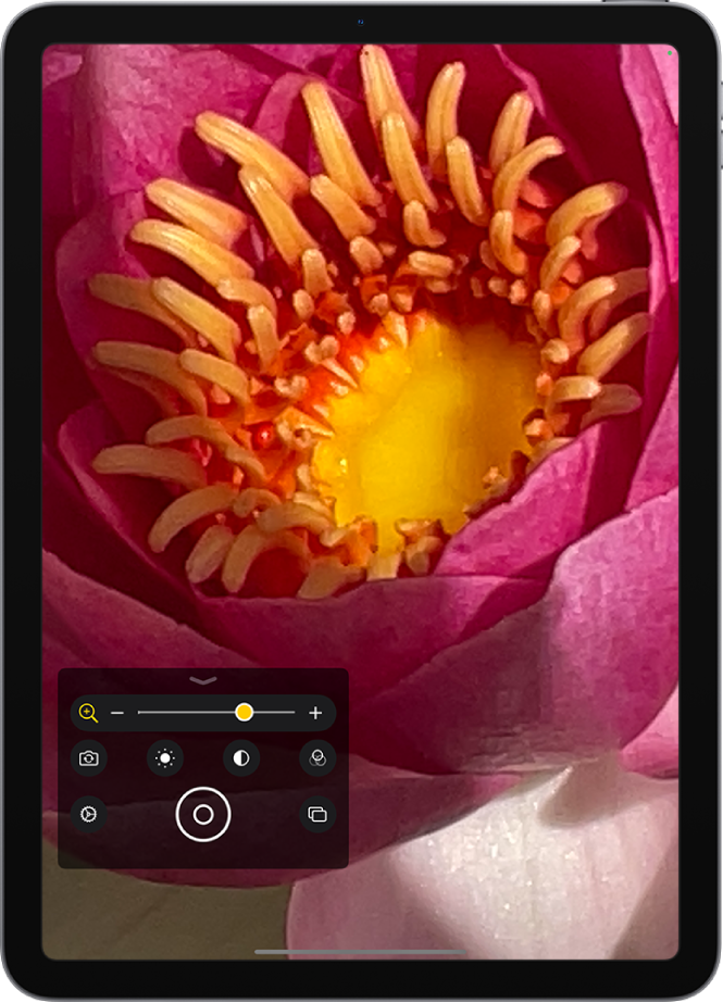 L’écran de la loupe affichant une fleur en gros plan.
