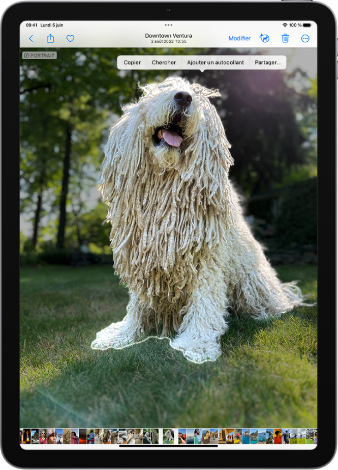 Une photo est ouverte dans la photothèque de l’app Photos. Le contour du sujet au centre de la photo est affiché et les boutons Copier, Recherche visuelle, Ajouter un autocollant et Partager s’affichent au-dessus.