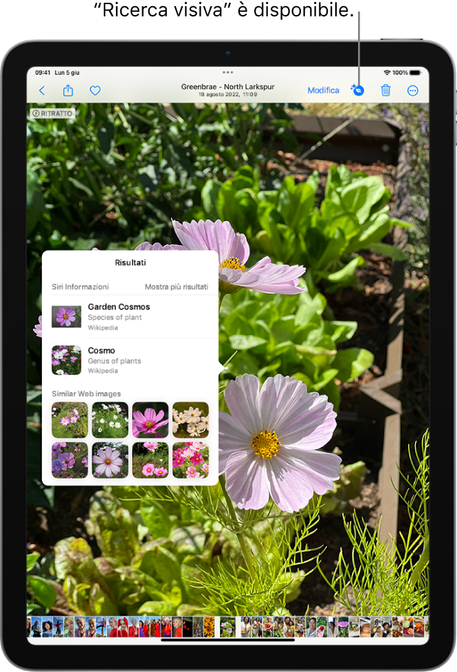 Una foto è aperta nella libreria dell’app Foto. Nella parte superiore dello schermo, il pulsante Informazioni mostra un’icona che indica che sono disponibili informazioni da “Ricerca visiva”. Il pulsante è selezionato e i risultati di “Ricerca visiva” vengono visualizzati sullo schermo.