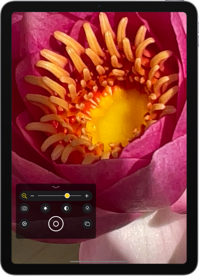 Funkcijas Magnifier ekrāns ar zieda tuvplānu.