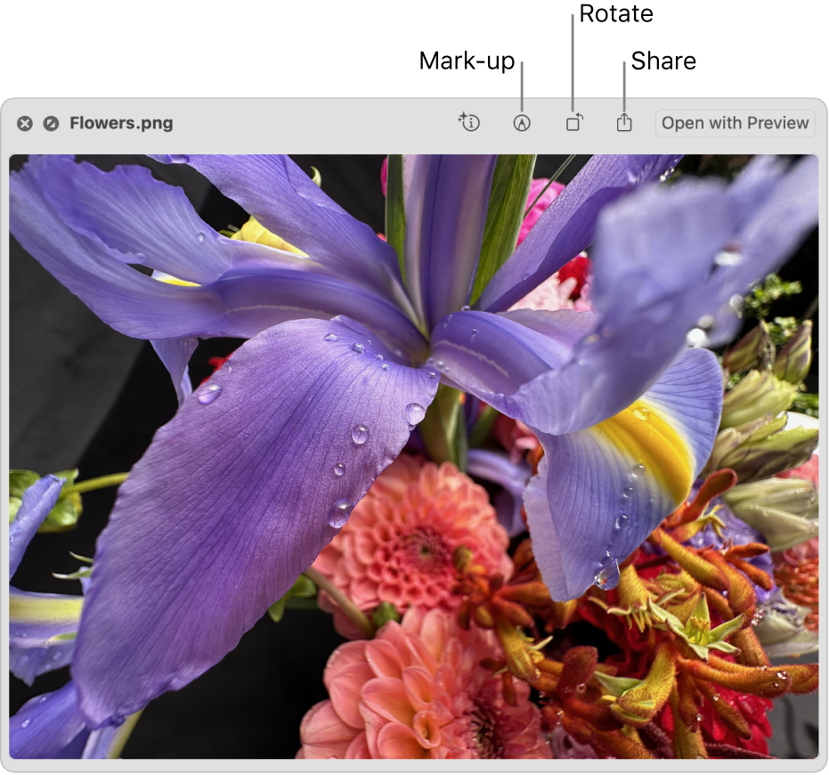 An image in the Quick Look window with buttons to mark up, rotate or share the image or open it in the Preview app.