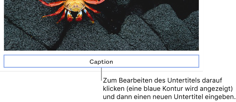 Der Platzhalteruntertitel „Untertitel“ erscheint unter einem Foto. Eine blaue Kontur um das Untertitelfeld herum zeigt an, dass es ausgewählt wurde.