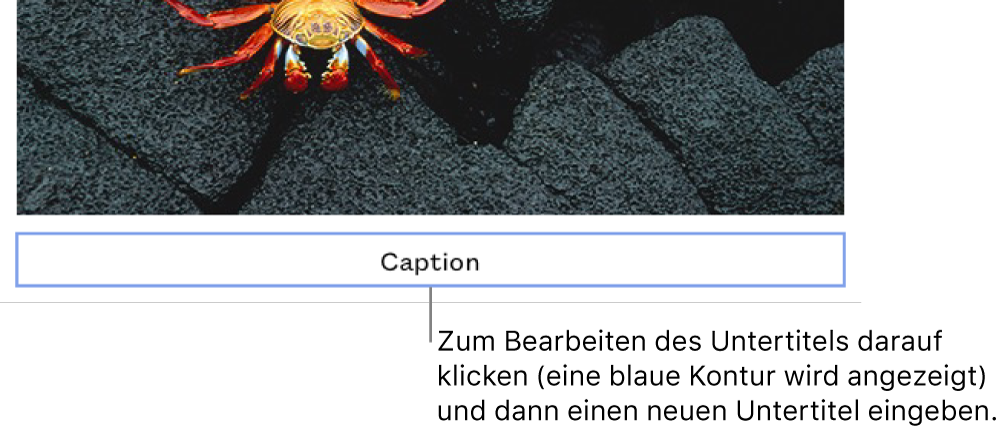 Der Platzhalteruntertitel „Untertitel“ erscheint unter einem Foto. Eine blaue Kontur um das Untertitelfeld herum zeigt an, dass es ausgewählt wurde.