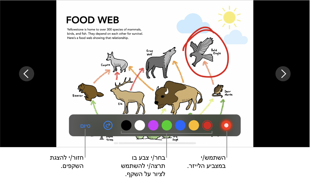 שקף במצב ציור על שקף המראה את מצביע הלייזר וכלי בקרה לבחירת צבעים.