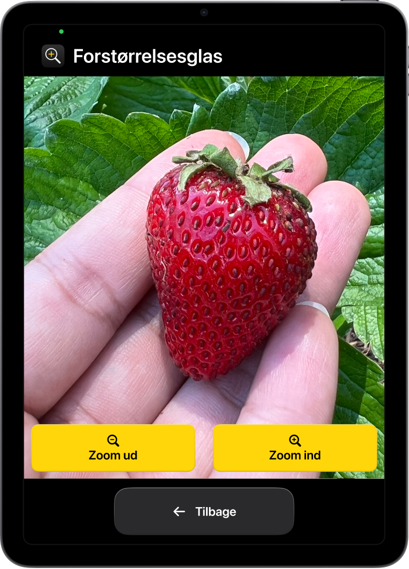 En iPad i Let tilgængelighed med appen Forstørrelsesglas åben. Et nærbillede af en hånd med et jordbær udfylder det meste af skærmen, og knapperne Zoom ind, Zoom ud og Tilbage er nederst.