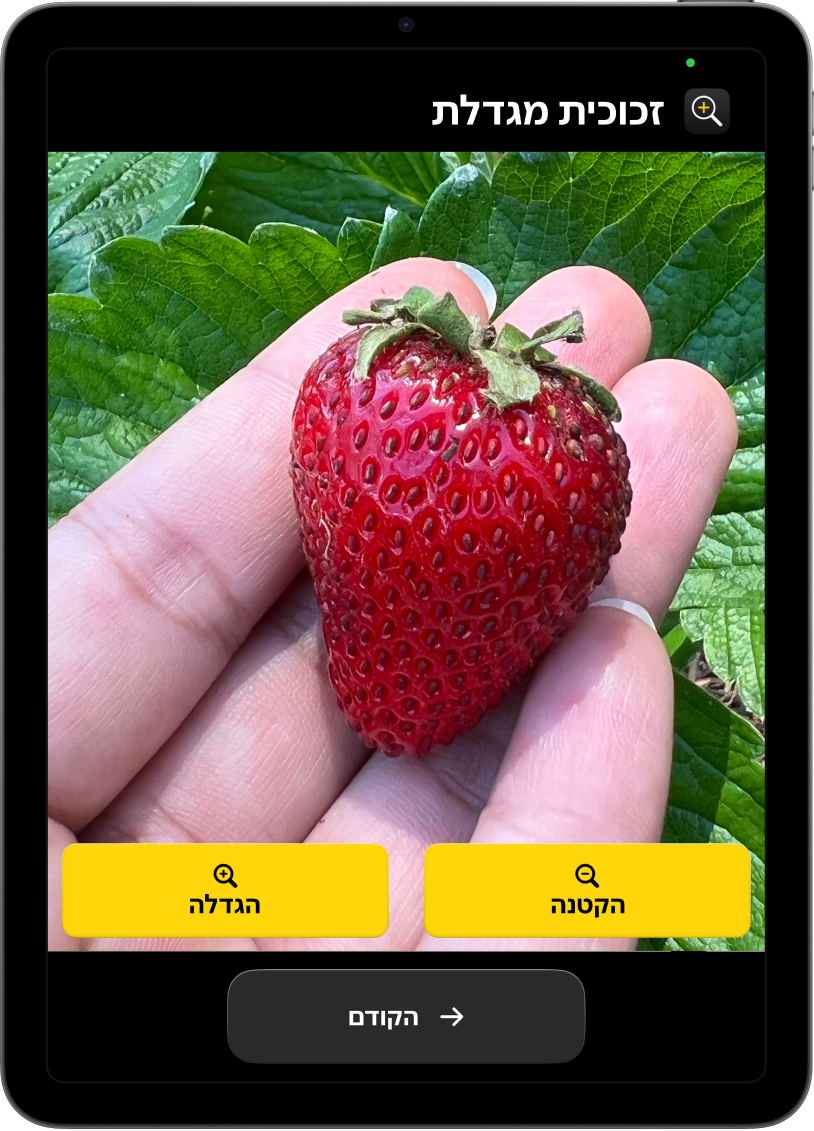 מכשיר iPad במצב ״גישה מסייעת״ שבו היישום ״זכוכית מגדלת״ פתוח. תמונת תקריב של יד שמחזיקה בתות שדה ממלאת את רוב המסך. בתחתית המסך מופיעים הכפתורים ״הגדלה״, ״הקטנה״ ו״הקודם״.