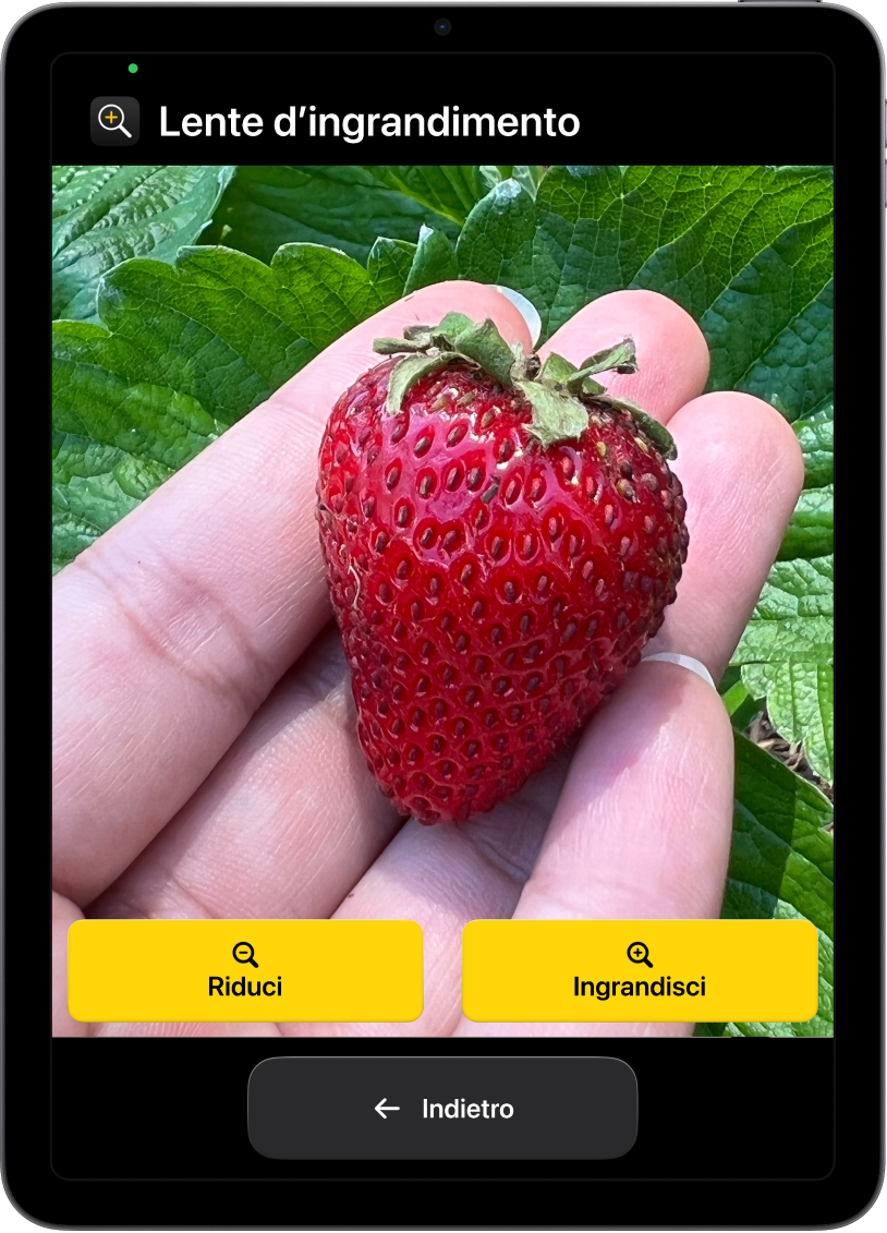 Un iPad in modalità “Accesso assistito” in cui è aperta l’app Lente. Gran parte dello schermo è occupata dal primo piano di una fragola su una mano e in basso sono presenti i pulsanti per ingrandire, ridurre e tornare indietro.