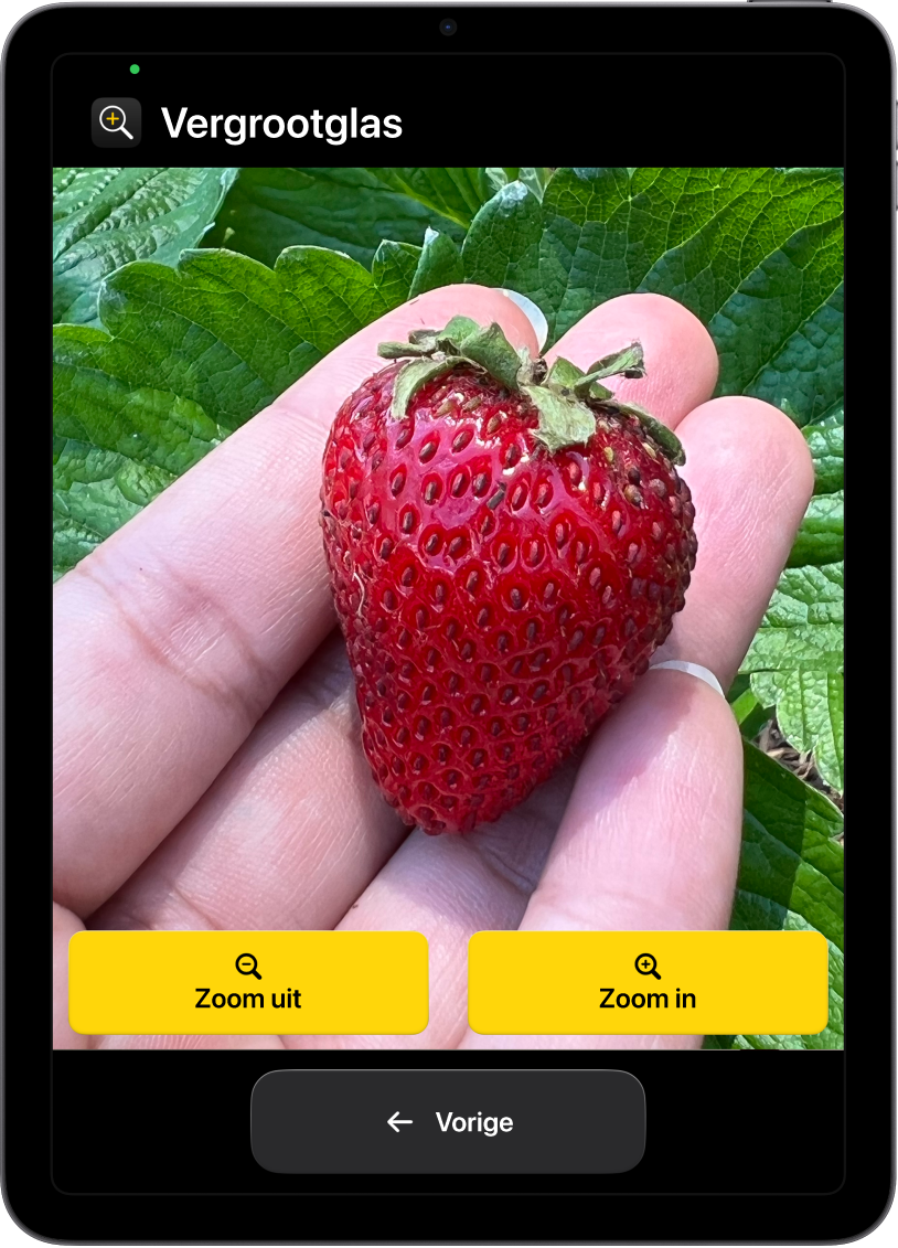 Een iPad met hulpbedieningstoegang, waarop de Vergrootglas-app is geopend. Een close‑up van een hand die een aardbei vasthoudt, vult bijna het hele scherm. Onderaan staan de knoppen 'Zoom in', 'Zoom uit' en 'Vorige'.