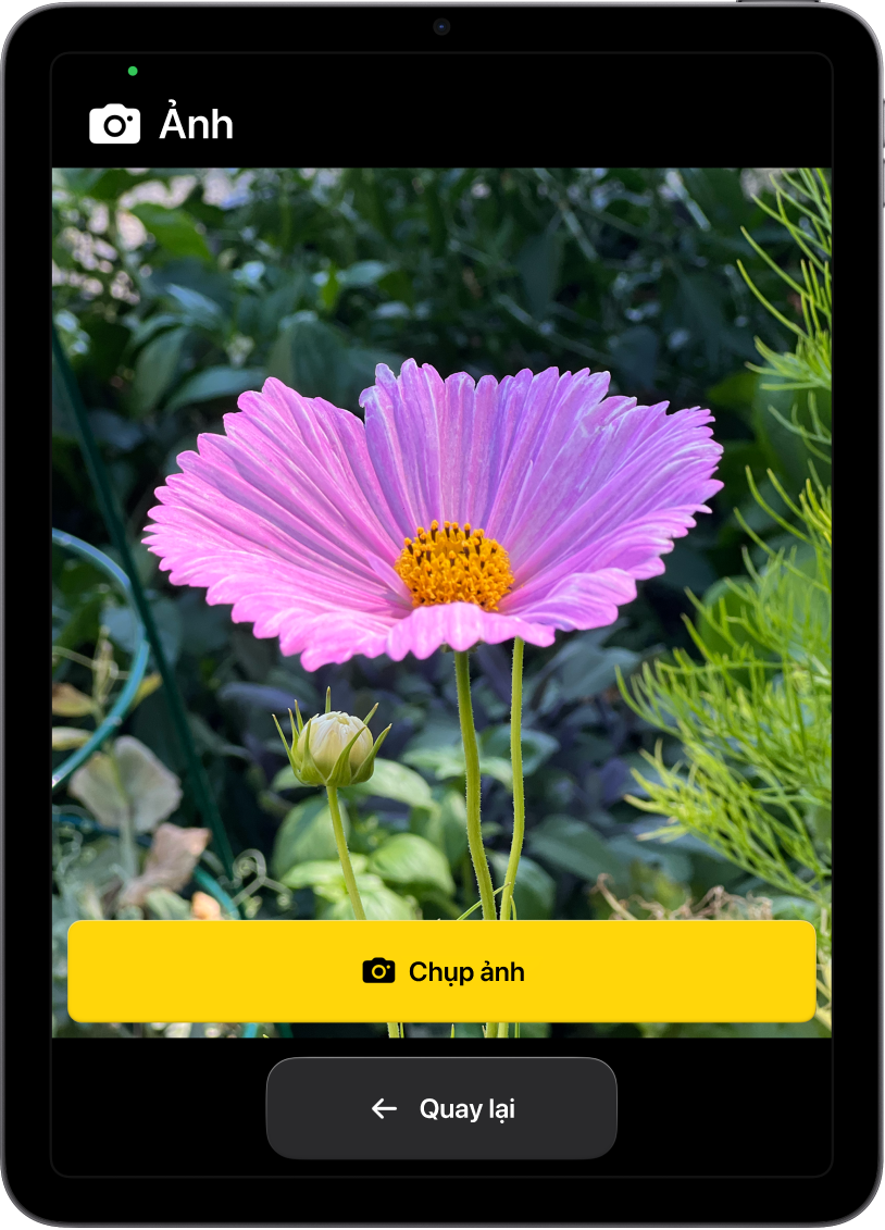 Một iPad ở chế độ Truy cập được hỗ trợ đang hiển thị ứng dụng Camera được mở với một nút lớn để chụp ảnh và một nút lớn khác để quay lại màn hình trước đó.