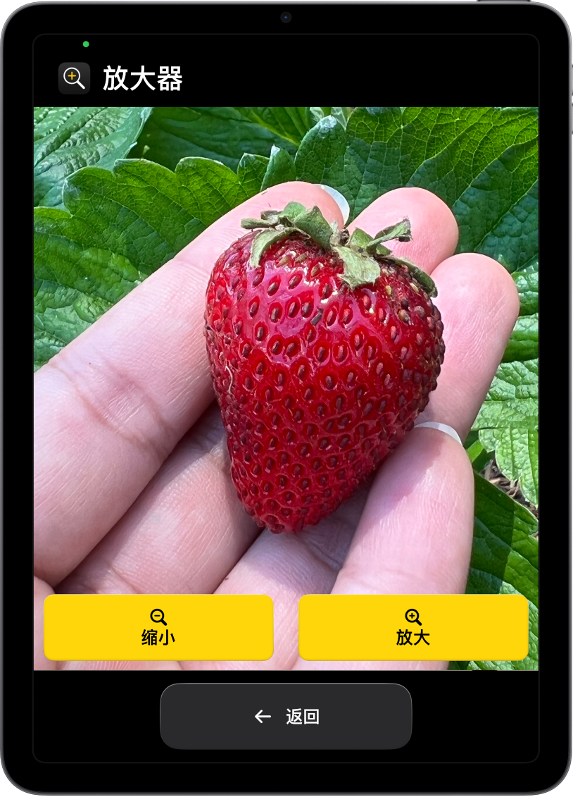 处于辅助访问模式的 iPad 打开了“放大器” App。一只手拿着草莓的特写图像填充了大部分屏幕，底部带有“放大”、“缩小”和“返回”按钮。