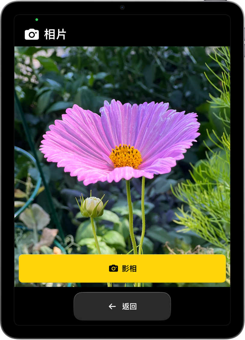 處於「輔助取用」的 iPad 顯示已開啟的「相機」App，以及用來拍攝相片和返回上一個畫面的大型按鈕。