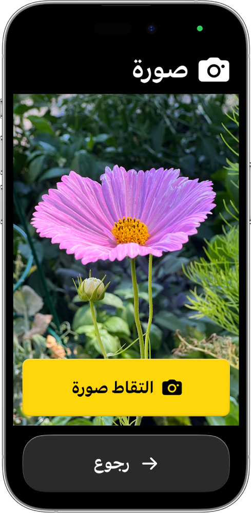 هاتف iPhone في الوصول المساعد يعرض تطبيق الكاميرا مفتوحًا مع زرين كبيرين لالتقاط صورة والرجوع إلى الشاشة السابقة.