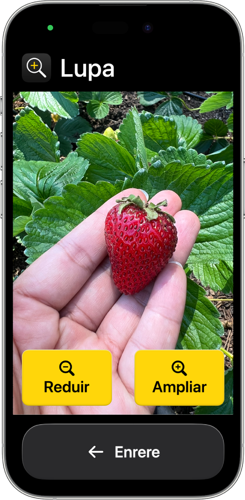 Un iPhone amb l’ús assistit activat amb l’app Lupa oberta. Una imatge en primer pla d’una mà que sosté una maduixa ocupa la major part de la pantalla, amb els botons “Apropa”, “Allunya” i “Enrere” a la part inferior.