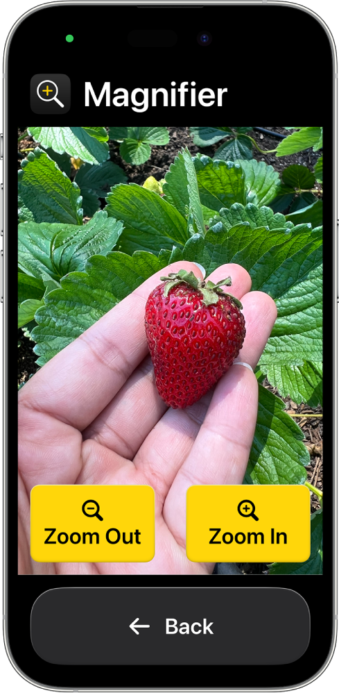iPhone kasutab režiimi Assistive Access ning avatud on rakendus Magnifier. Ekraani täidab suurendatud pilt käest maasikaga ning all on nupud Zoom In, Zoom Out ja Back.