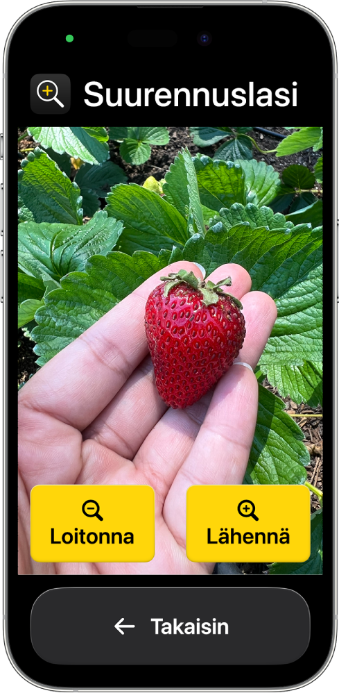 Suurennuslasi-appi auki iPhonessa, jossa on aktiivisena avustettu käyttö. Lähikuva mansikkaa pitelevästä kädestä täyttää suurimman osan näytöstä. Alareunassa ovat Lähennä-, Loitonna- ja Takaisin-painikkeet.
