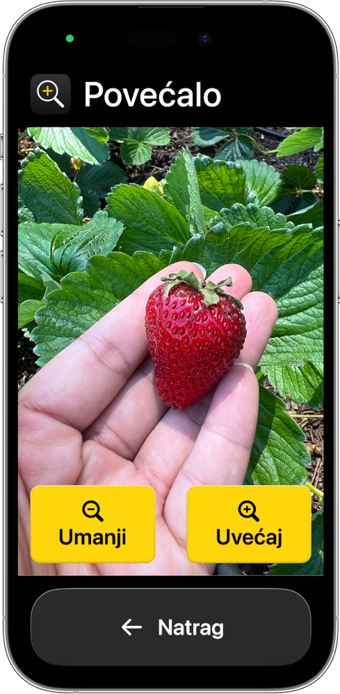 iPhone u Pomoćnom pristupu s otvorenom aplikacijom Povećalo. Većinu zaslona ispunjava slika izbliza ruke koja drži jagodu, a tipke Uvećaj, Umanji i Natrag nalaze se na dnu.