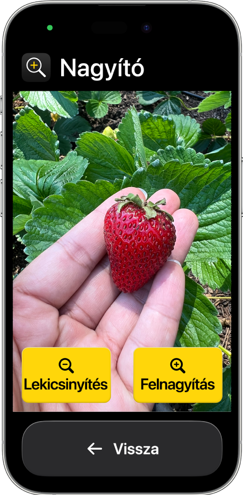 Egy Könnyített hozzáférés módban lévő iPhone, amelyen a Nagyító app van megnyitva. A képernyő legnagyobb részét egy közeli kép tölti ki, amelyen egy epret tartó kéz látható, a képernyő alján pedig a következő gombok jelennek meg: Felnagyítás, Lekicsinyítés és Vissza.