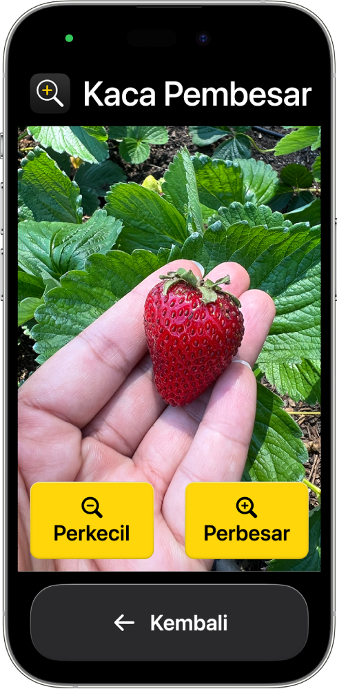 iPhone dalam Akses Bantuan dengan app Pembesar terbuka. Gambar dekat tangan memegang stroberi mengisi sebagian besar layar, dengan tombol Perbesar, Perkecil, dan Kembali di bagian bawah.