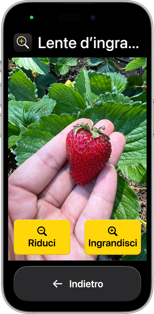Un iPhone in modalità “Accesso assistito” in cui è aperta l’app Lente. Gran parte dello schermo è occupata dal primo piano di una fragola su una mano e in basso sono presenti i pulsanti per ingrandire, ridurre e tornare indietro.