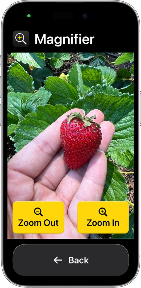 iPhone s funkcijo Assistive Access z odprto aplikacijo Magnifier. Slika roke od blizu, ki drži jagodo, zapolni večino zaslona, z gumbi Zoom In, Zoom Out in Back na dnu.