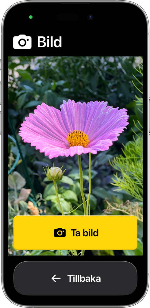 En iPhone med Åtkomststöd visar appen Kamera som är öppen med en stor knapp för att ta en bild och en annan stor knapp för att återgå till den föregående skärmen.