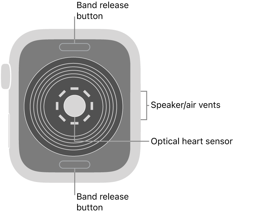 The back of Apple Watch SE, with the band release buttons at top and bottom, the optical heart sensor in the middle, and the speaker/air vents on the side.