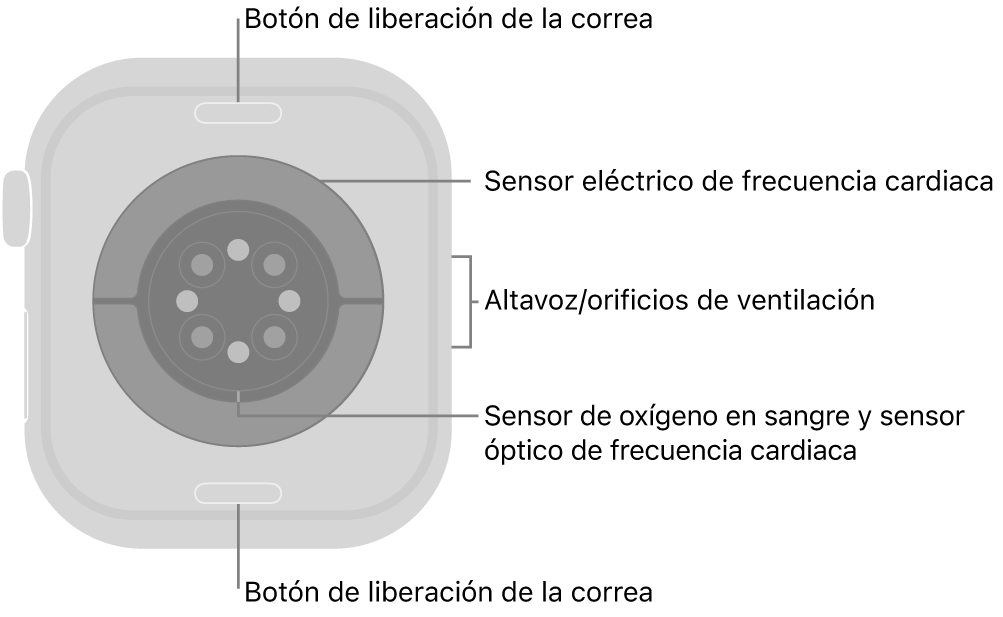 La trasera del Apple Watch Series 10, con los botones de liberación de la correa arriba y abajo, los sensores eléctricos de frecuencia cardiaca, los sensores ópticos de frecuencia cardiaca y los sensores de los niveles de oxígeno en sangre en el medio, y el altavoz/orificios de ventilación en el lateral.