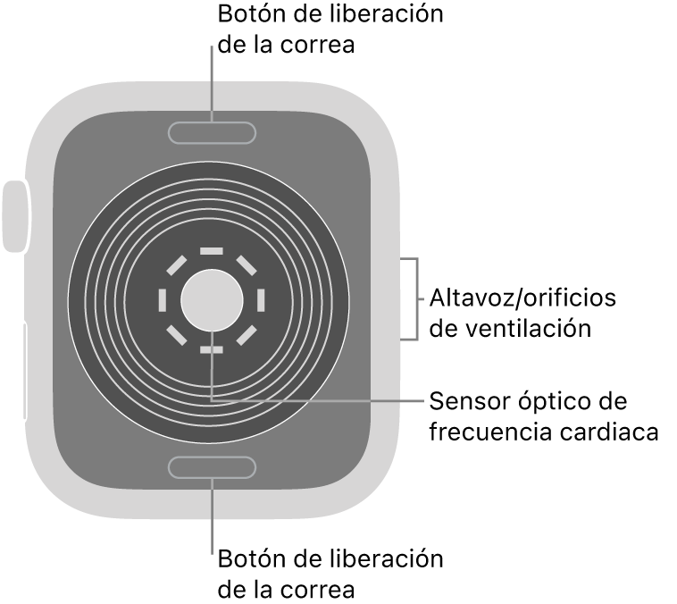 La trasera del Apple Watch SE, con los botones de liberación de la correa arriba y abajo, el sensor óptico de frecuencia cardiaca en el medio, y el altavoz/orificios de ventilación en el lateral.