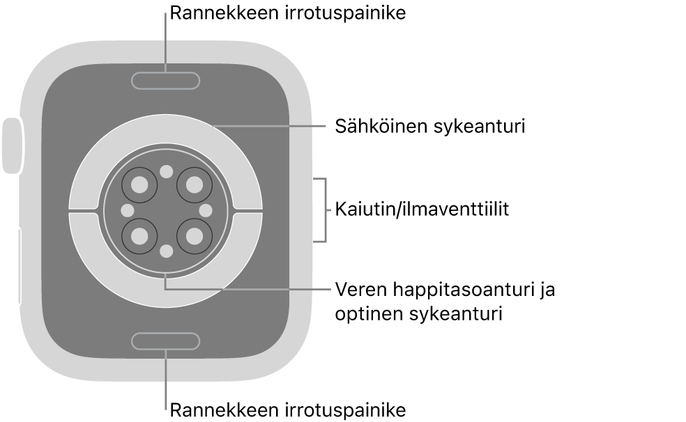 Apple Watch Series 6:n takaosa, jossa on rannekkeen irrotuspainikkeet ylhäällä ja alhaalla, sähköiset sykeanturit, optiset sykeanturit ja veren happitason anturit keskellä sekä kaiutin/ilmastointiaukot sivulla.