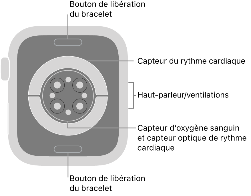 Le dos de l’Apple Watch Series 6, avec les boutons de retrait du bracelet en haut et en bas; les capteurs de fréquence cardiaque électriques et optiques, et les capteurs d’oxygène sanguin au centre; puis le haut-parleur et les évents sur le côté.