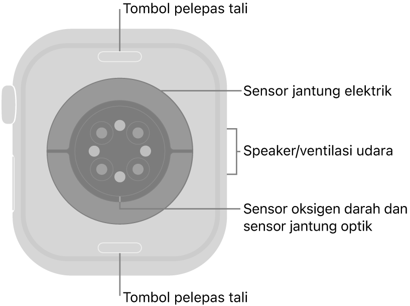 Bagian belakang Apple Watch Series 10, dengan tombol pelepas tali di bagian atas dan bawah, sensor jantung elektrik, sensor jantung optik, dan sensor oksigen darah di bagian tengah, dan speaker/ventilasi udara di bagian samping.