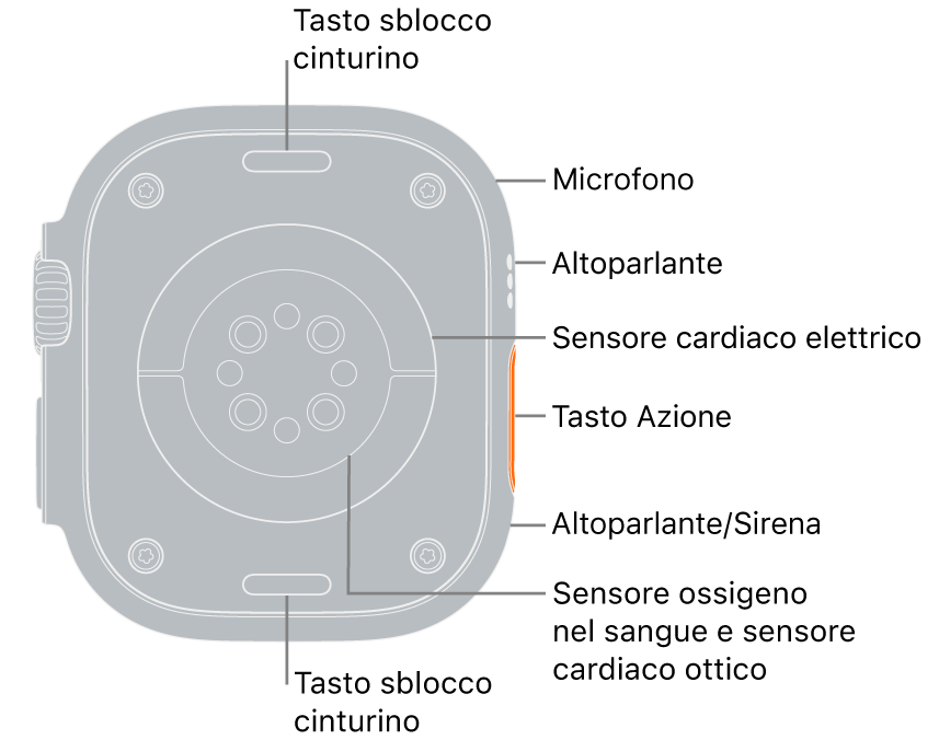 Apple Watch Ultra, visto da dietro, con i tasti di rilascio del cinturino superiore e inferiore. A lato, le didascalie indicano il microfono, l’altoparlante, il sensore elettrico per la frequenza cardiaca, il tasto Azione, la porta dell’altoparlante da cui viene emessa la sirena, i sensori di lettura dell’ossigeno nel sangue e i sensori ottici per le misurazioni cardiache.