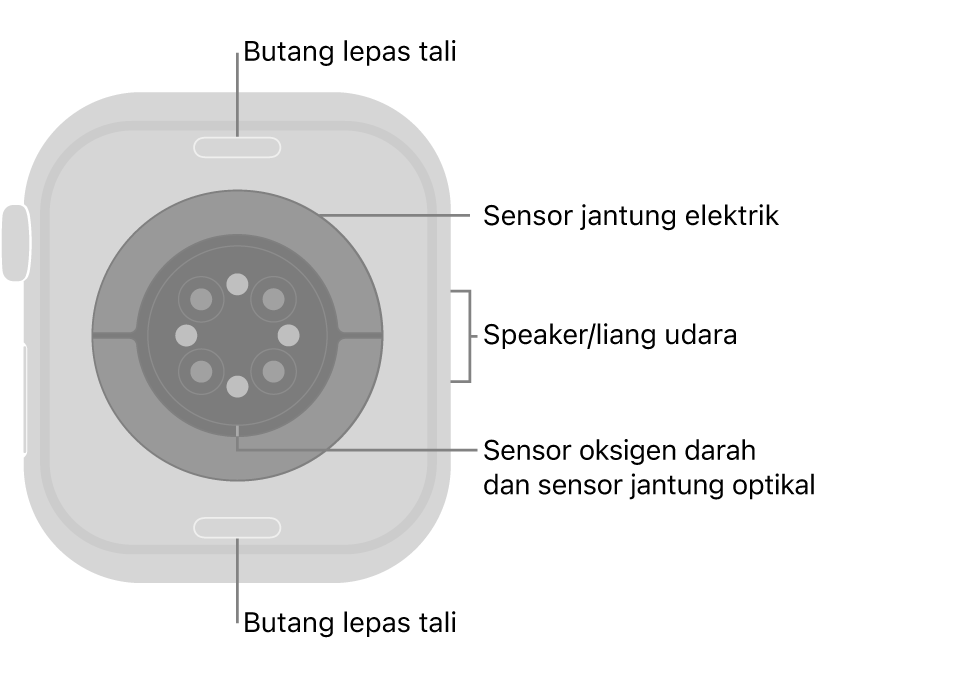 Bahagian belakang Apple Watch Series 10, dengan butang lepaskan tali di atas dan bawah, sensor jantung elektrik, sensor jantung optik dan sensor oksigen darah di tengah serta speaker/liang udara pada bahagian sisi.