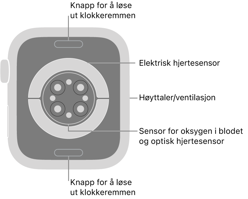 Baksiden av Apple Watch Series 9, med remutløserknappene øverst og nederst, de elektriske pulssensorene, de optiske pulssensorene og sensorene for oksygen i blodet i midten, og høyttaleren/luftventilene på siden.