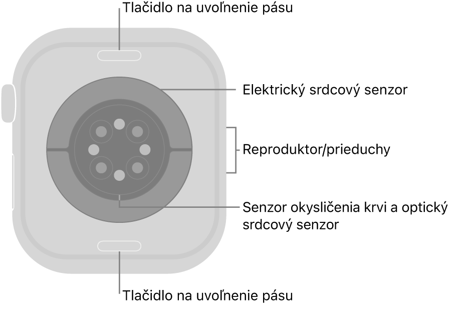 Zadná strana hodiniek Apple Watch Series 10. Navrchu a naspodku sa nachádzajú tlačidlá na uvoľnenie remienka. V strede sú umiestnené elektrické srdcové senzory, optické srdcové senzory a senzory saturácie kyslíkom a naboku reproduktor/prieduchy.