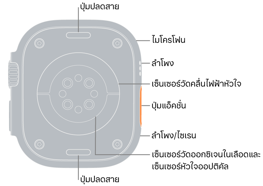 ด้านหลังของ Apple Watch Ultra ที่มีปุ่มปลดสายที่ด้านบนสุดและที่ด้านล่างสุด ที่ด้านข้าง คำอธิบายชี้ไปยังไมโครโฟน ลำโพง เซ็นเซอร์วัดหัวใจแบบไฟฟ้า ปุ่มแอ็คชั่น พอร์ตลำโพงที่จะส่งเสียงไซเรน เซ็นเซอร์วัดออกซิเจนในเลือด และเซ็นเซอร์หัวใจออปติคัล