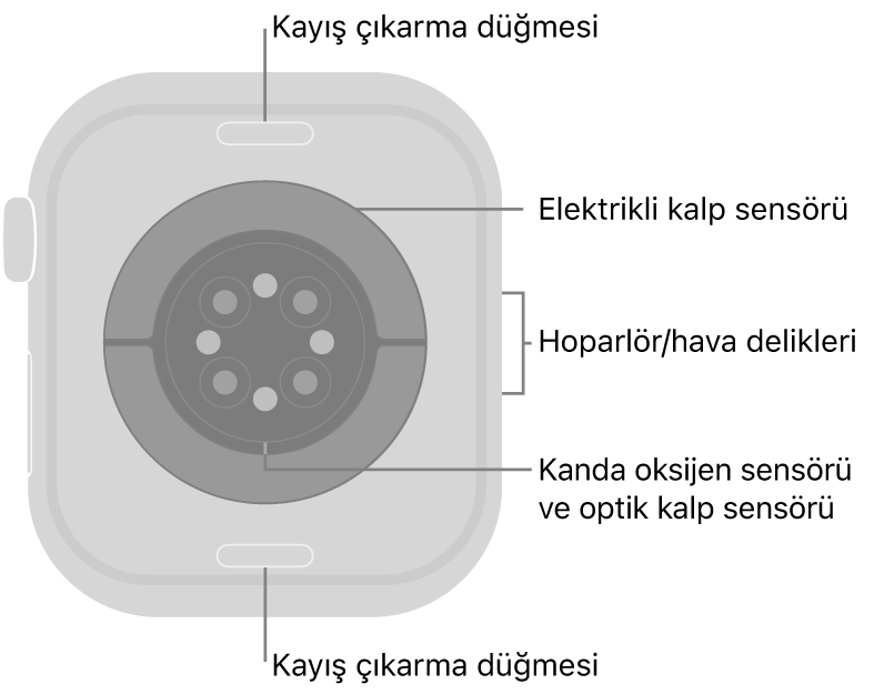 Üstte ve altta kayış çıkarma düğmeleri, ortada elektrikli kalp sensörleri, optik kalp sensörleri ve kanda oksijen sensörleri, yanda da hoparlör/havalandırma delikleri ile Apple Watch Series 10’un arkası.