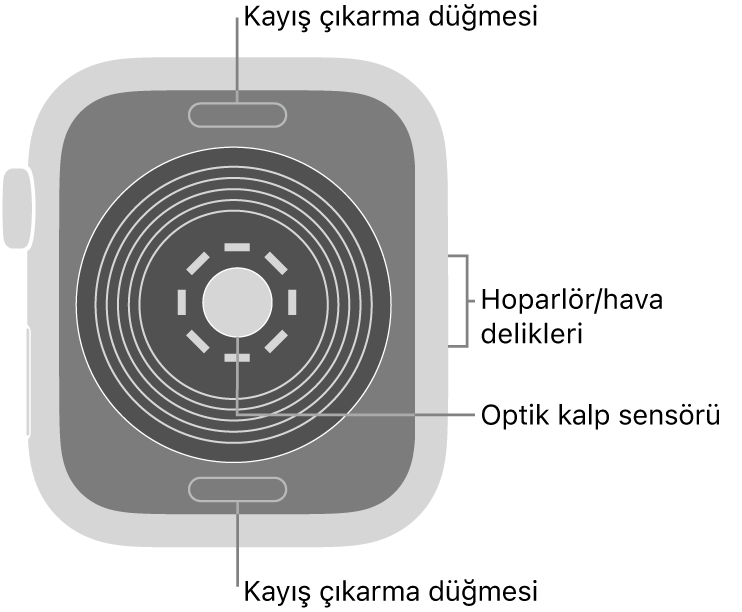 Üstte ve altta kayış çıkarma düğmeleri, ortada optik kalp sensörü ve yanda hoparlör/hava boşlukları ile Apple Watch SE’nin arkası.