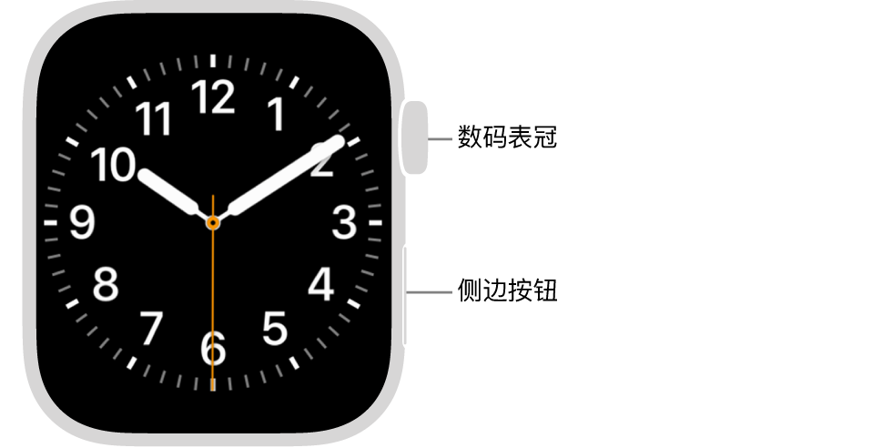 Apple Watch 的正面，数码表冠显示在手表右侧的顶部，侧边按钮显示在右下方。