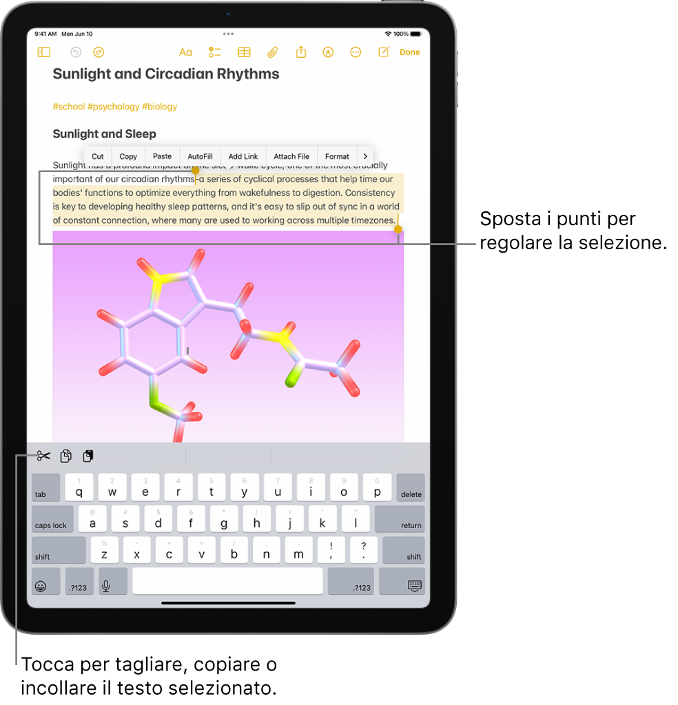 Nell’app Note, un testo è selezionato in una nota. Sopra il testo selezionato viene mostrato un menu in cui sono visualizzati diversi pulsanti, tra cui Taglia, Copia e Incolla. Il testo selezionato è evidenziato, con punti su ciascun lato che possono essere trascinati per regolare la selezione.