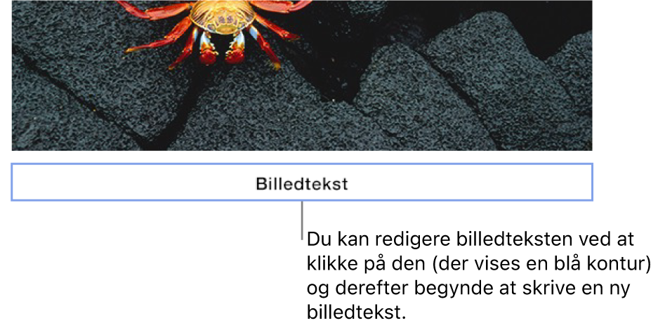Eksempeltitlen, “Caption”, vises oven over et foto. Et blåt omrids rundt om billedtekstfeltet viser, at det er valgt.
