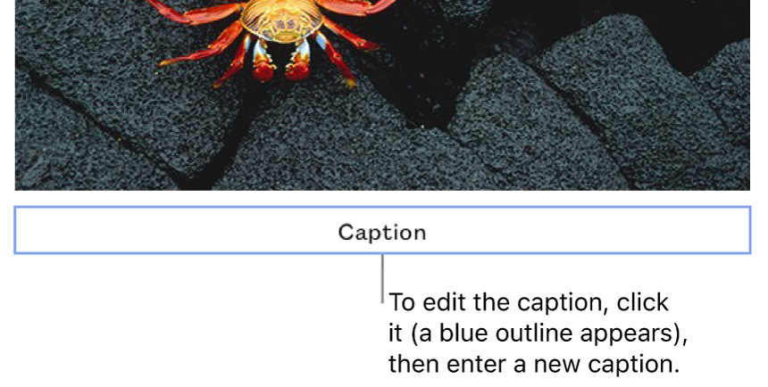 The placeholder caption, “Caption,” appears below a photo; a blue outline around the caption field shows its selected.